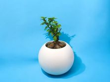 White Bonsai Vase 0201