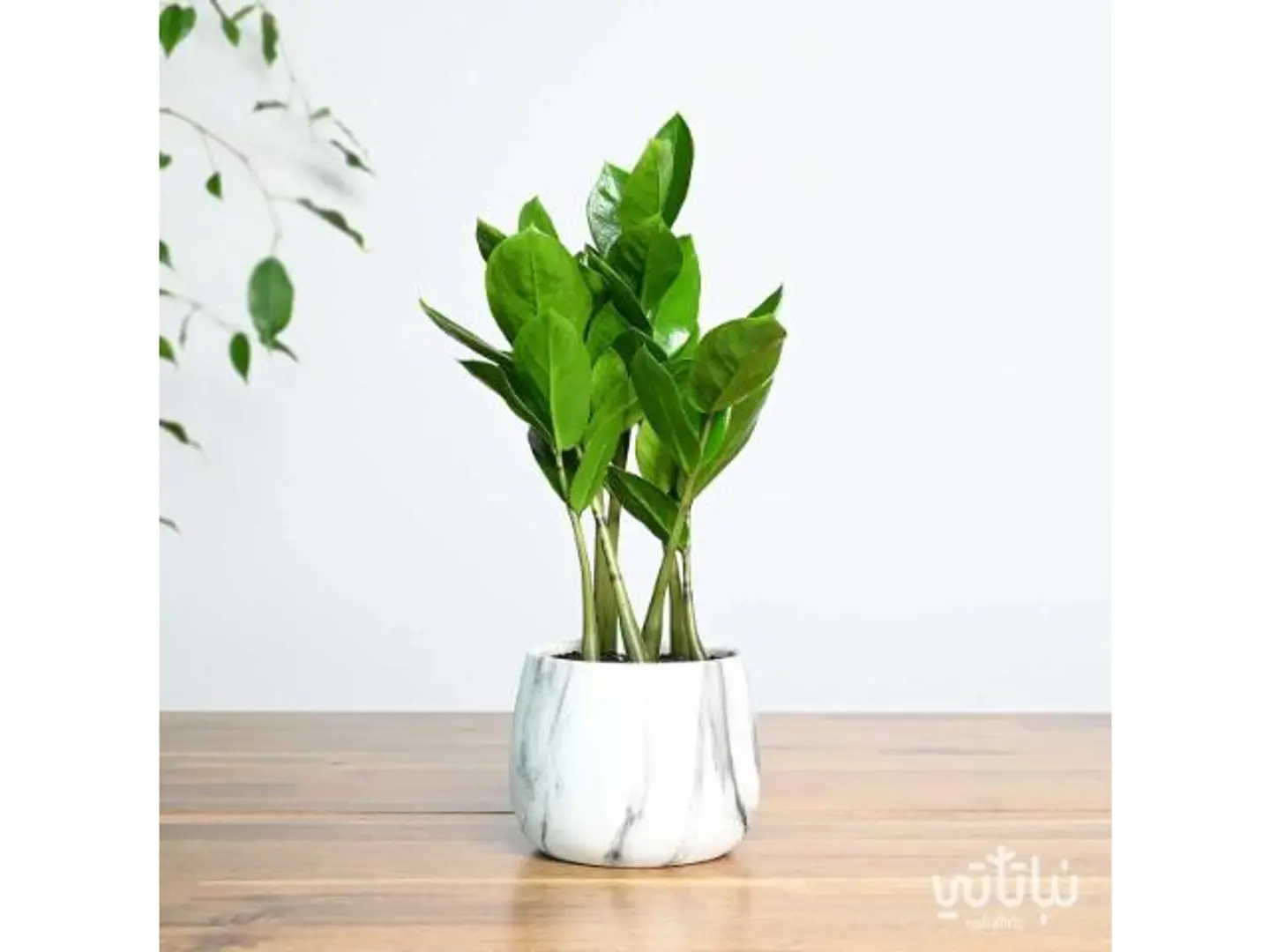 Small Zamioculcas Ceramic