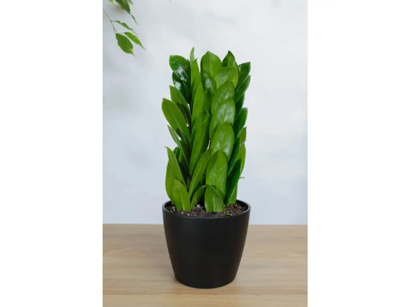 نبتة الزاميا في اصيص سيراميك اسود بشكل مميز