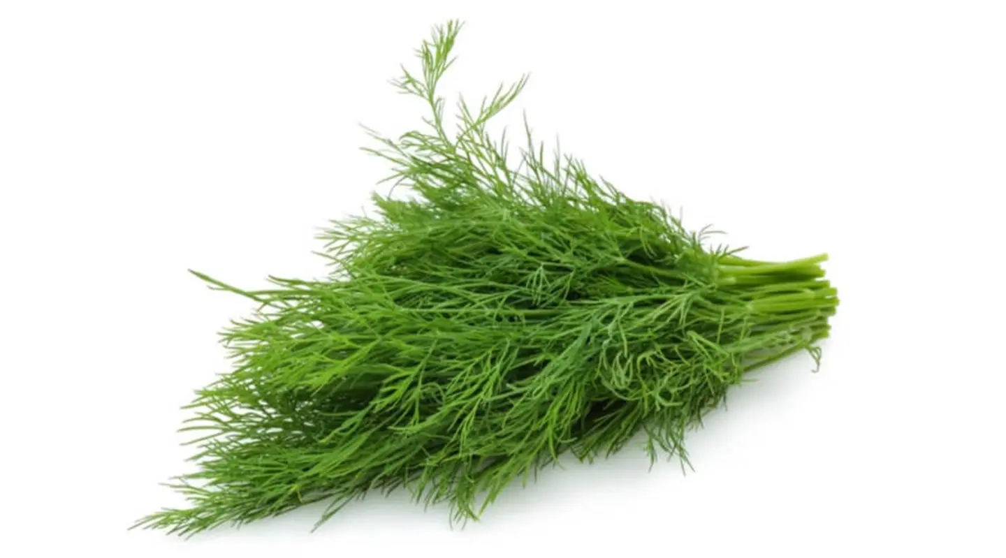 ربطه شبت