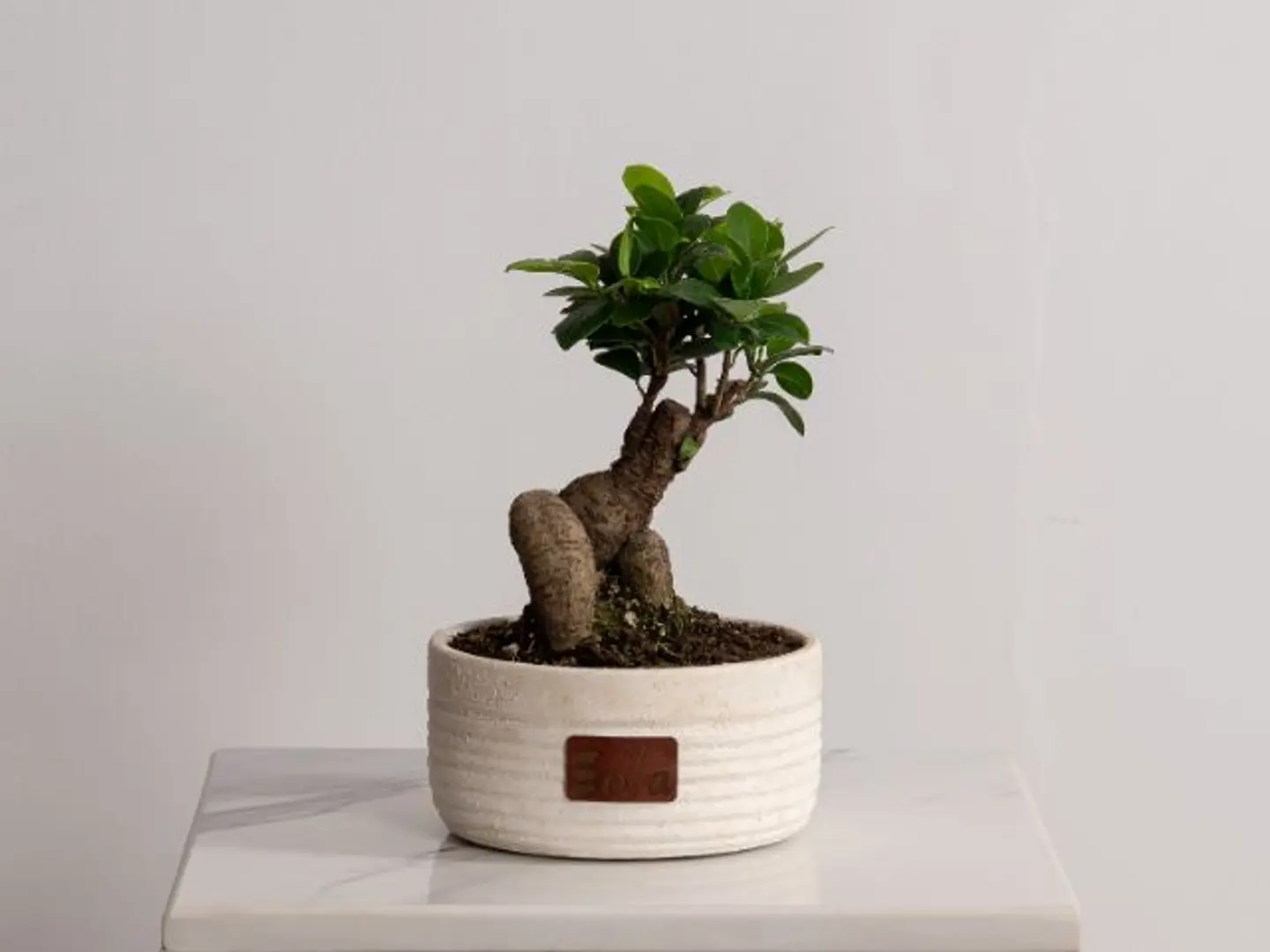 Bonsai Plant S01