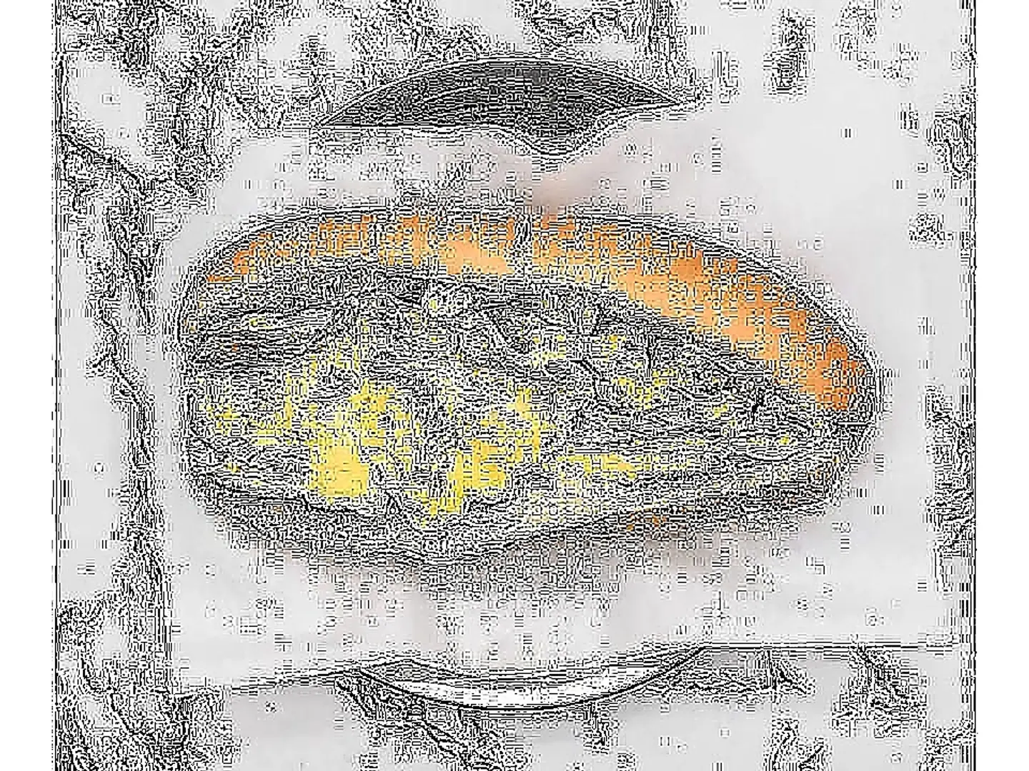 Scrambled Egg