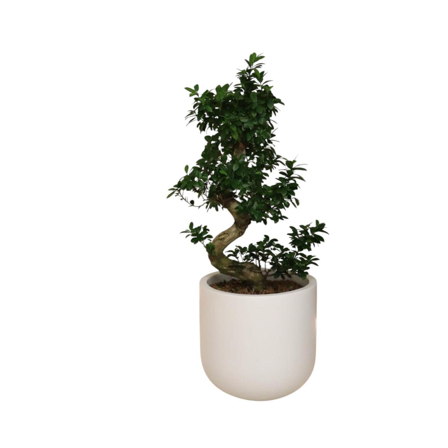 Bonzai