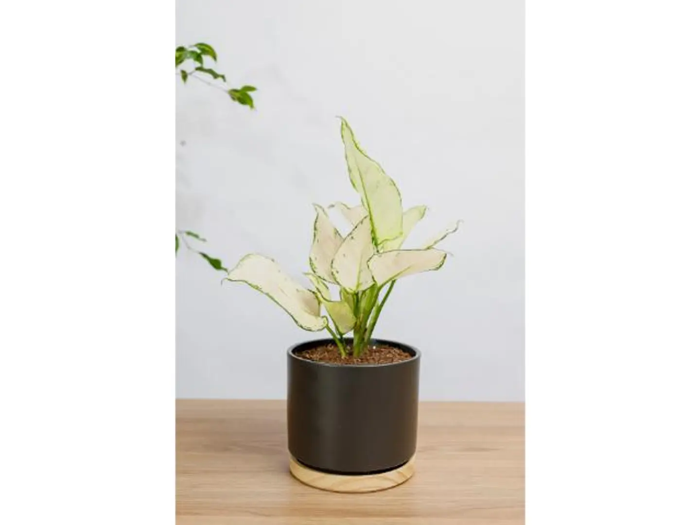 Aglaonema Variegata Plant In A Black Ceramic Pot With A Wooden Base