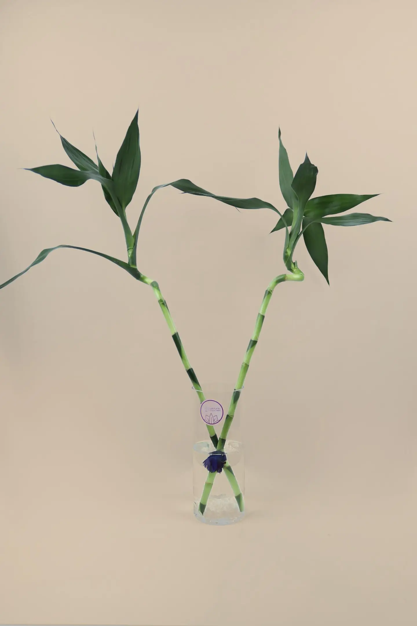 فازة البامبو مع سمكة فايتر