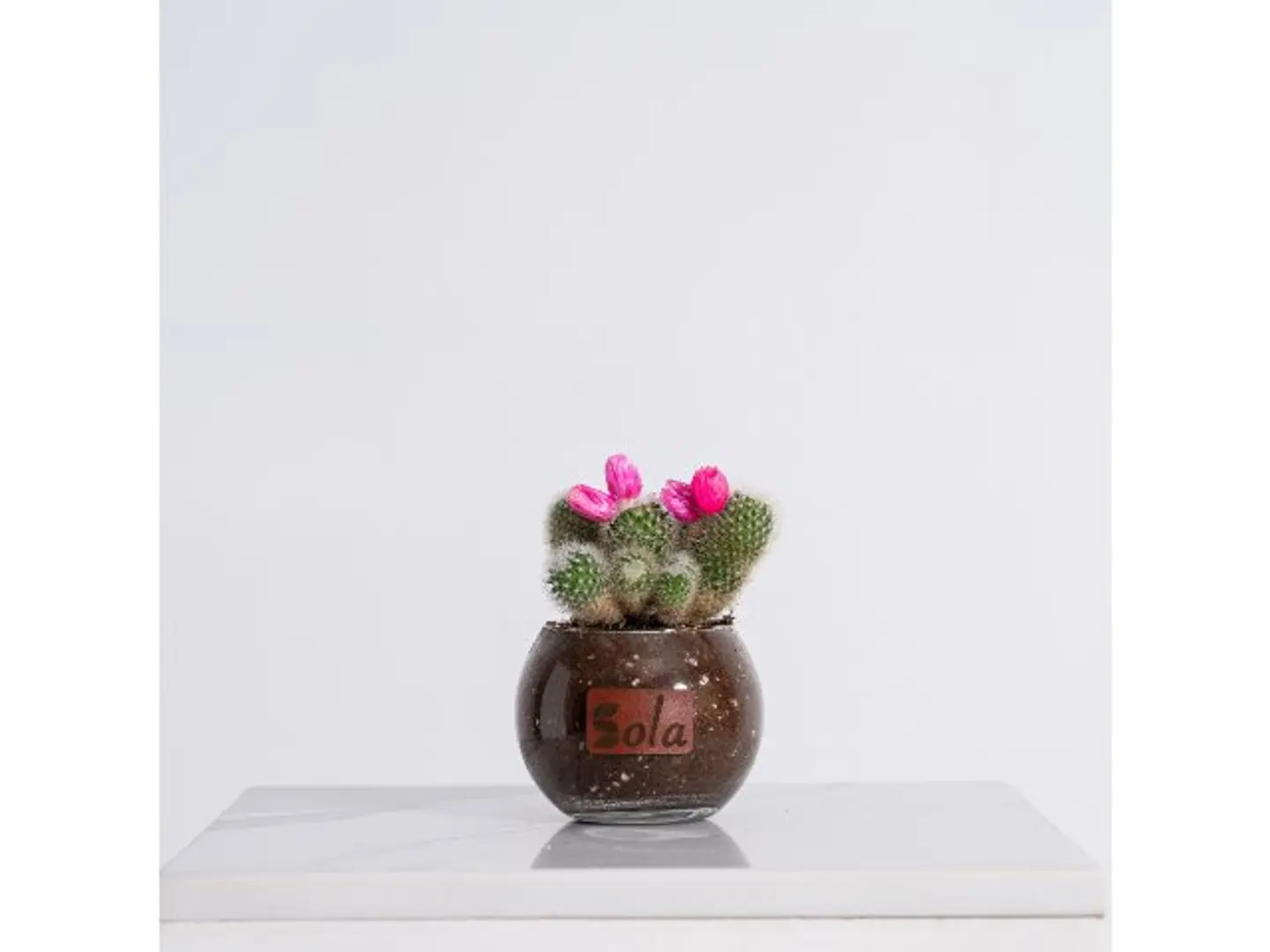 Transparent Flowering Cactus Plant