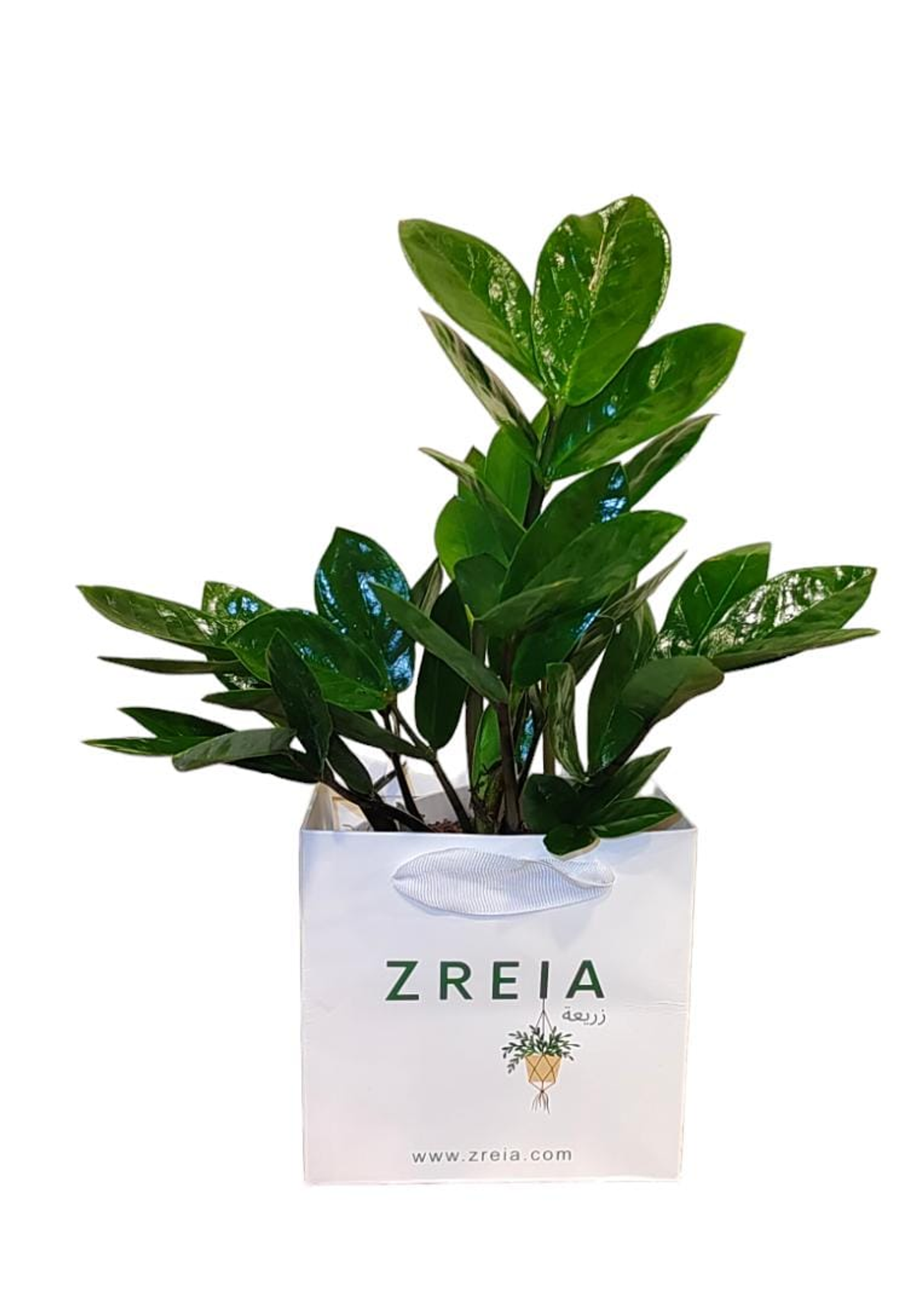 نبتة زاميا مجهزة في باكج زريعة أبيض 12 سم