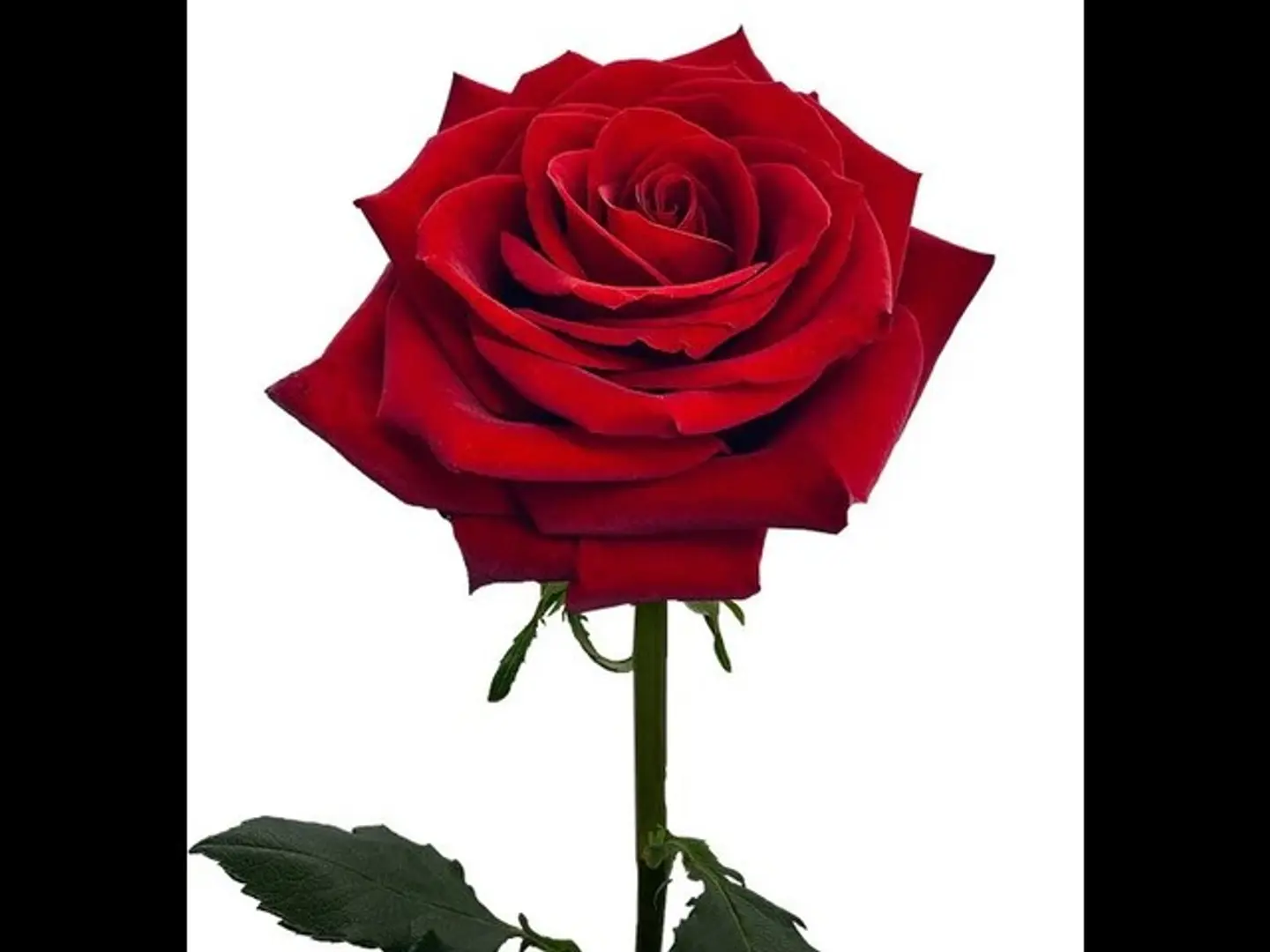 ورد احمر روز