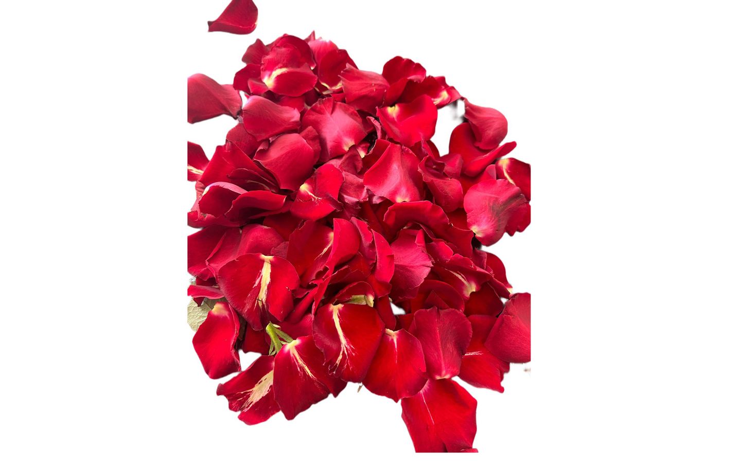 Rose Petals