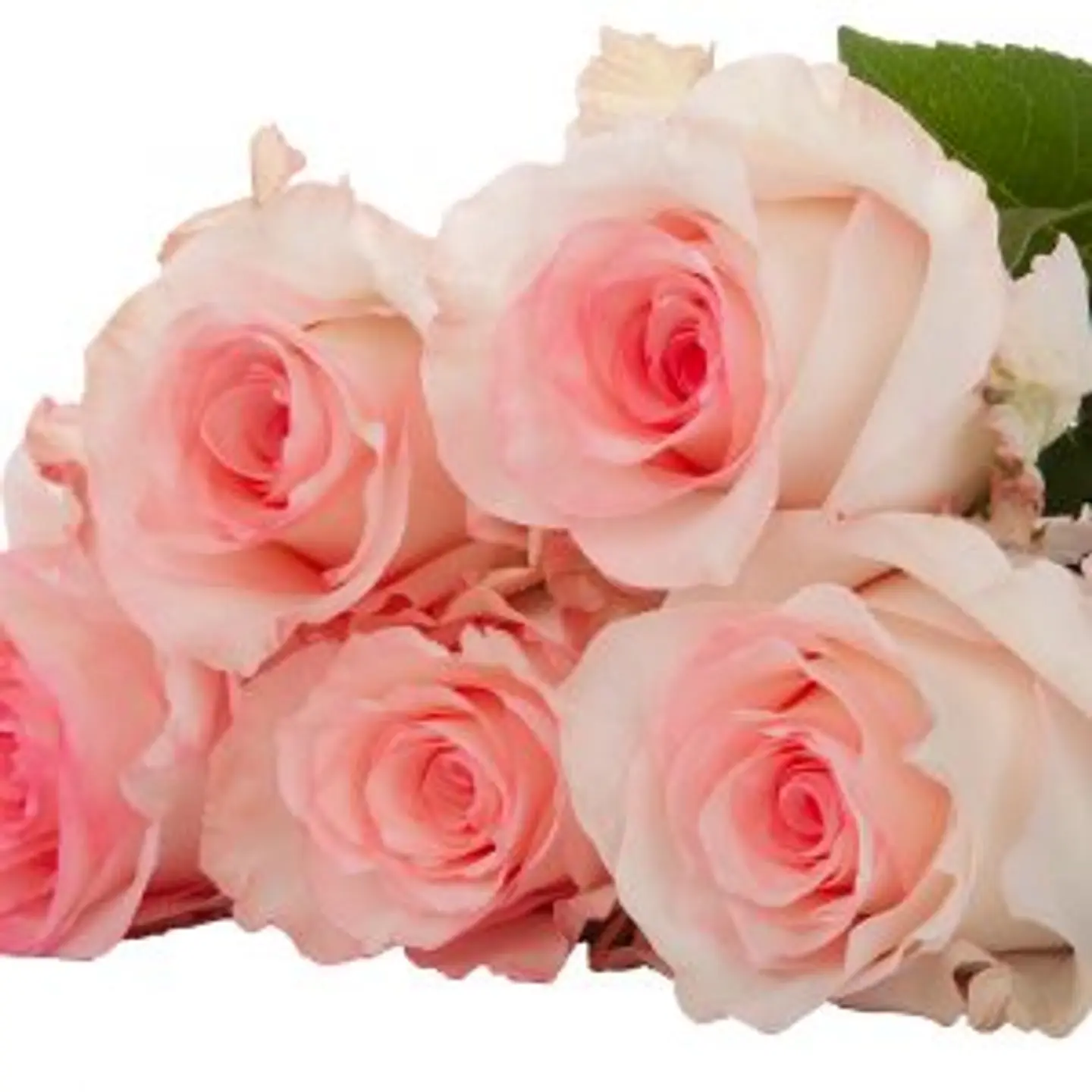 A24 Pink Rose 10 Stem