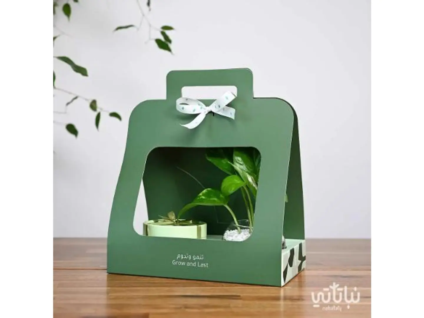 Pothos Anoush Chocolate Gift
