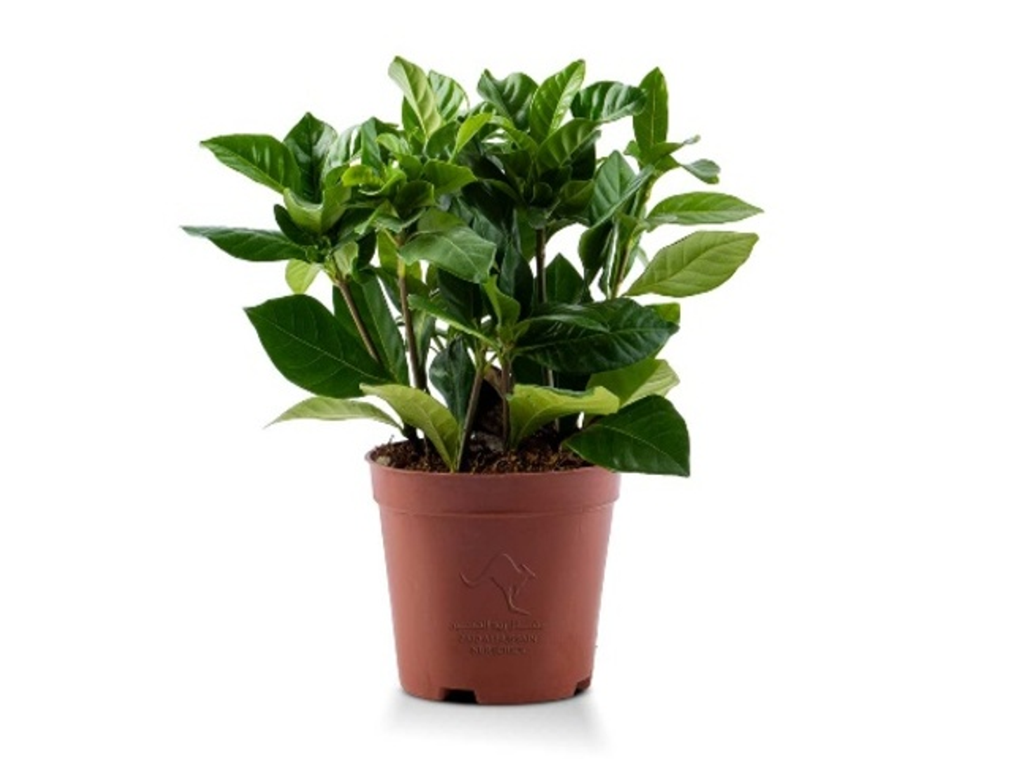 Gardenia Jasminoides