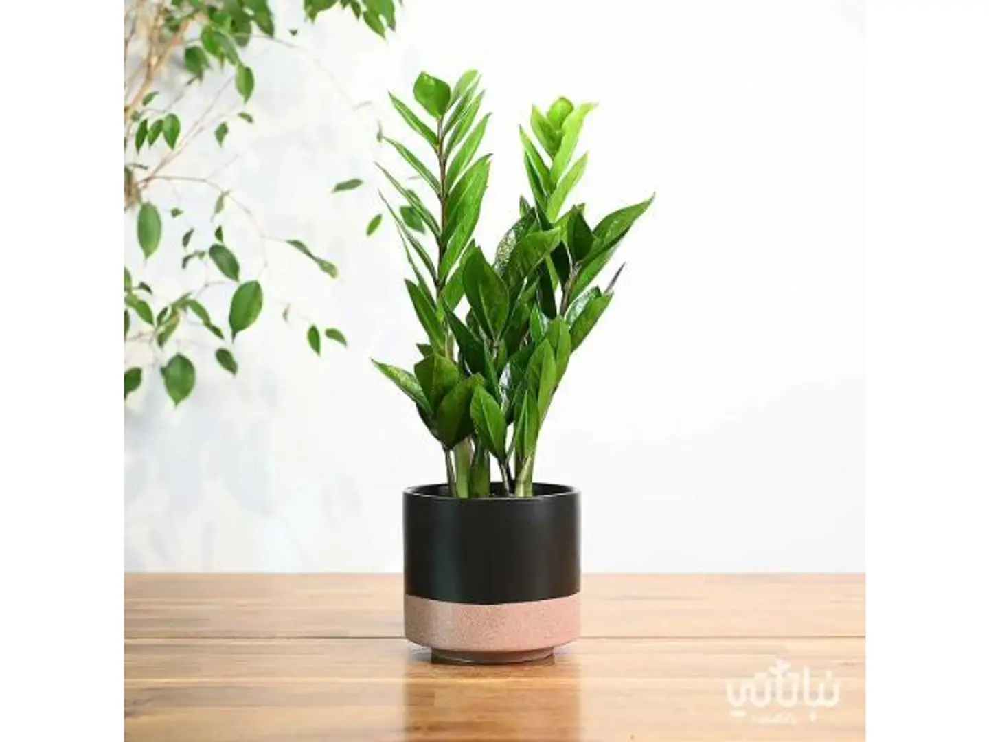 Zamioculcas Plants Black Ceramic