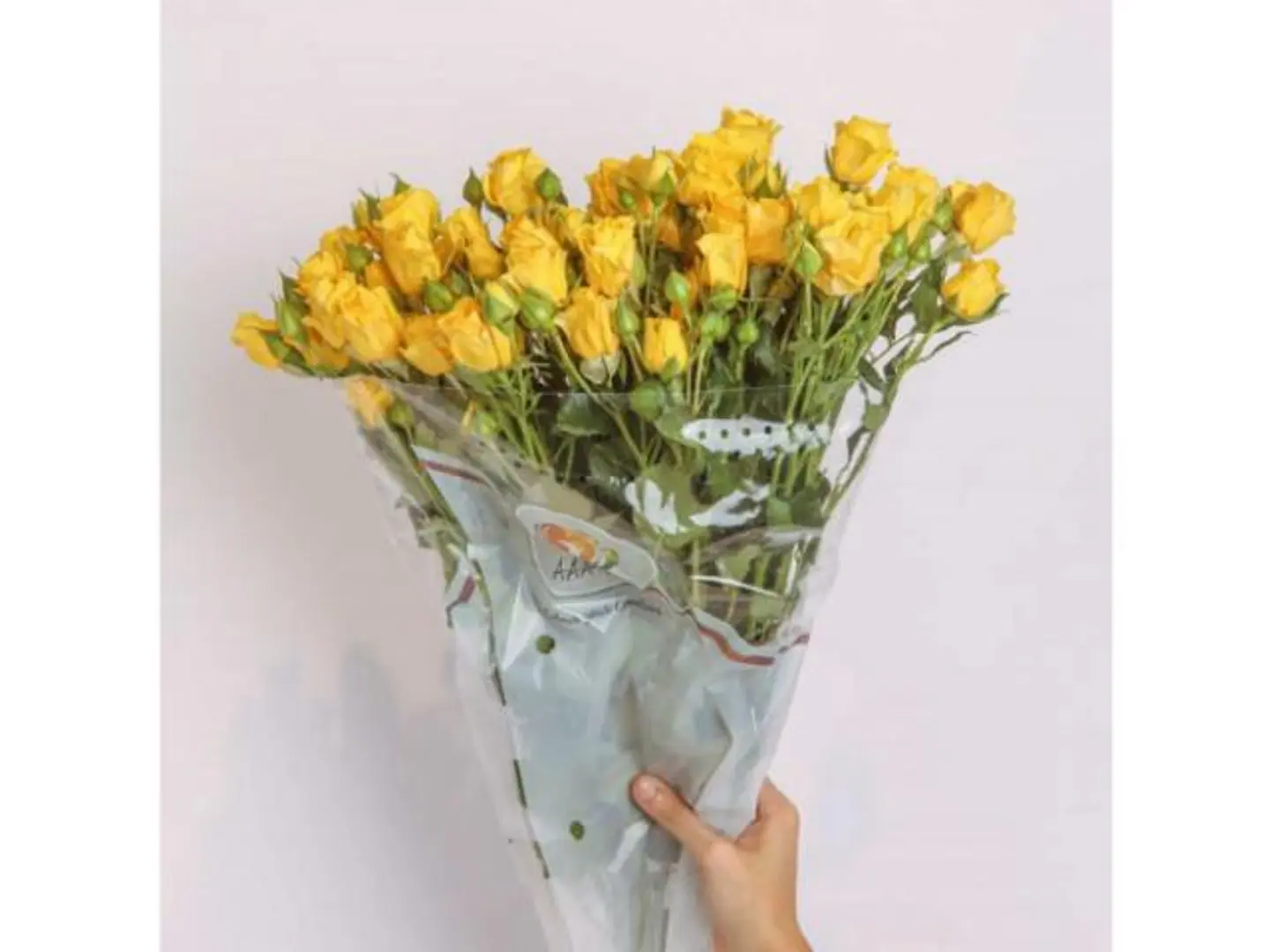 بنش بيبي روز اصفر