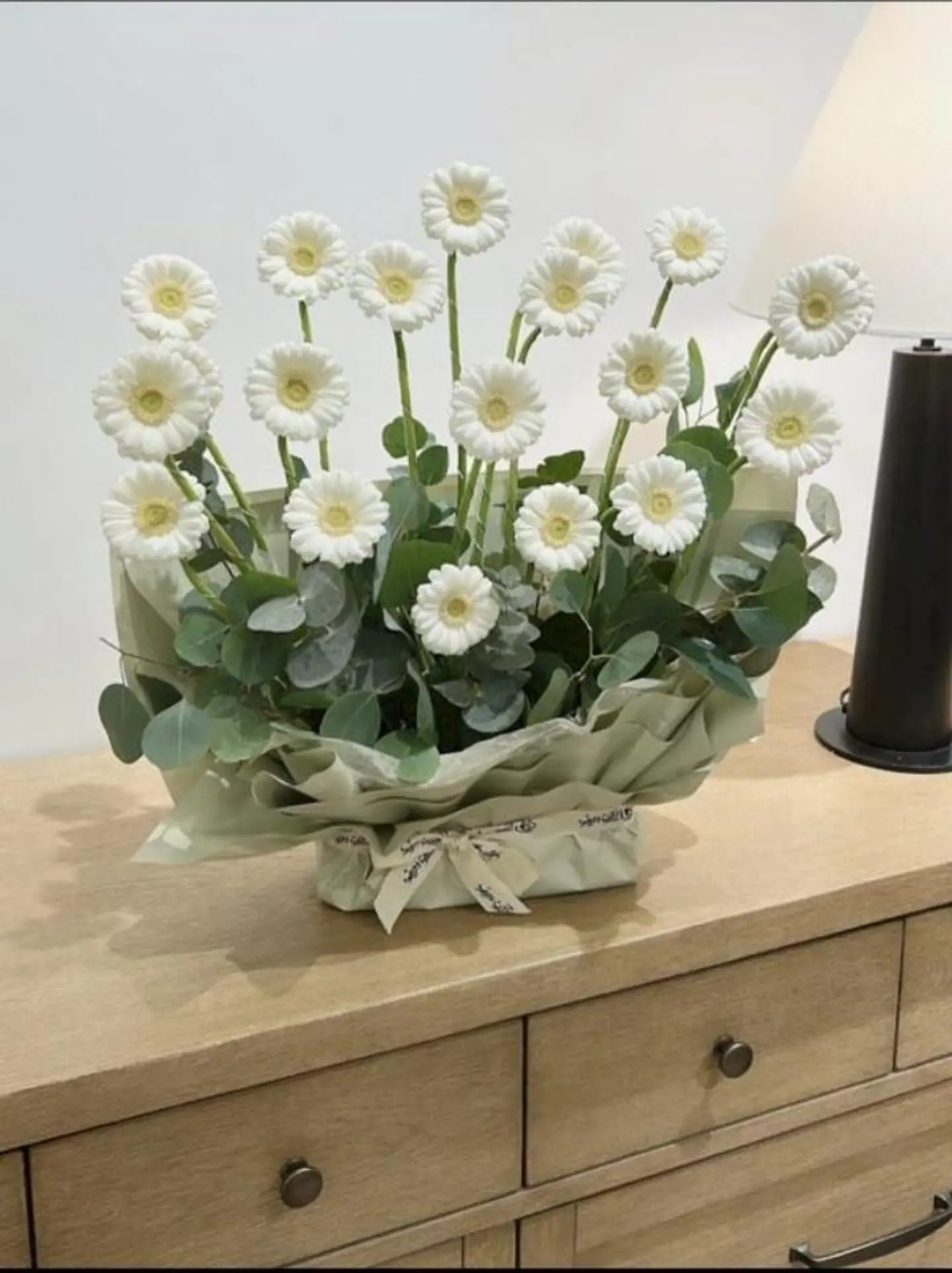 بوكية جربيرا هولندي