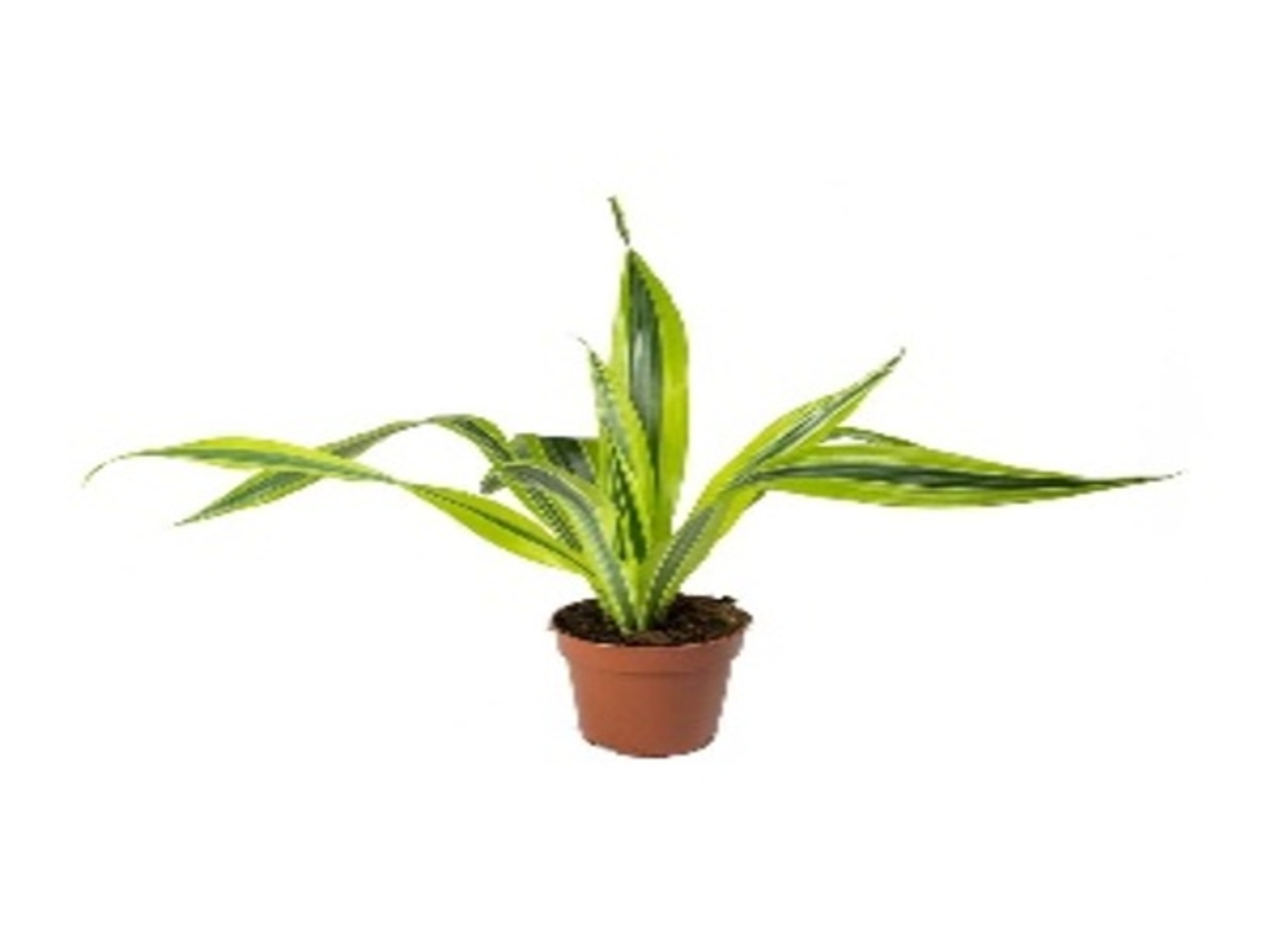 Drac Lemon Lime Head P17 Cm