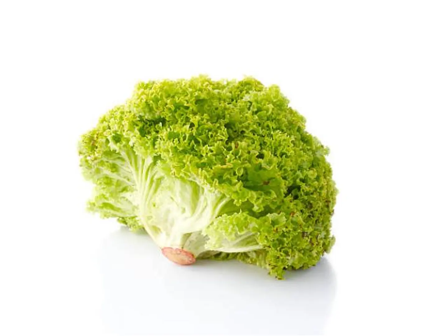 Lollo Biondo Lettuce Holland