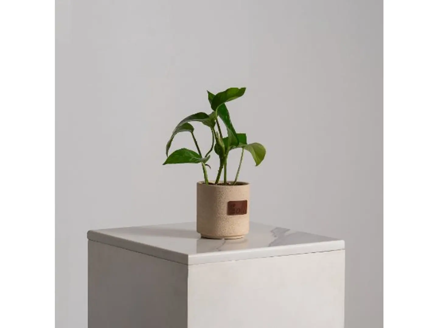 Pothos Plant In A Concrete Pot S011