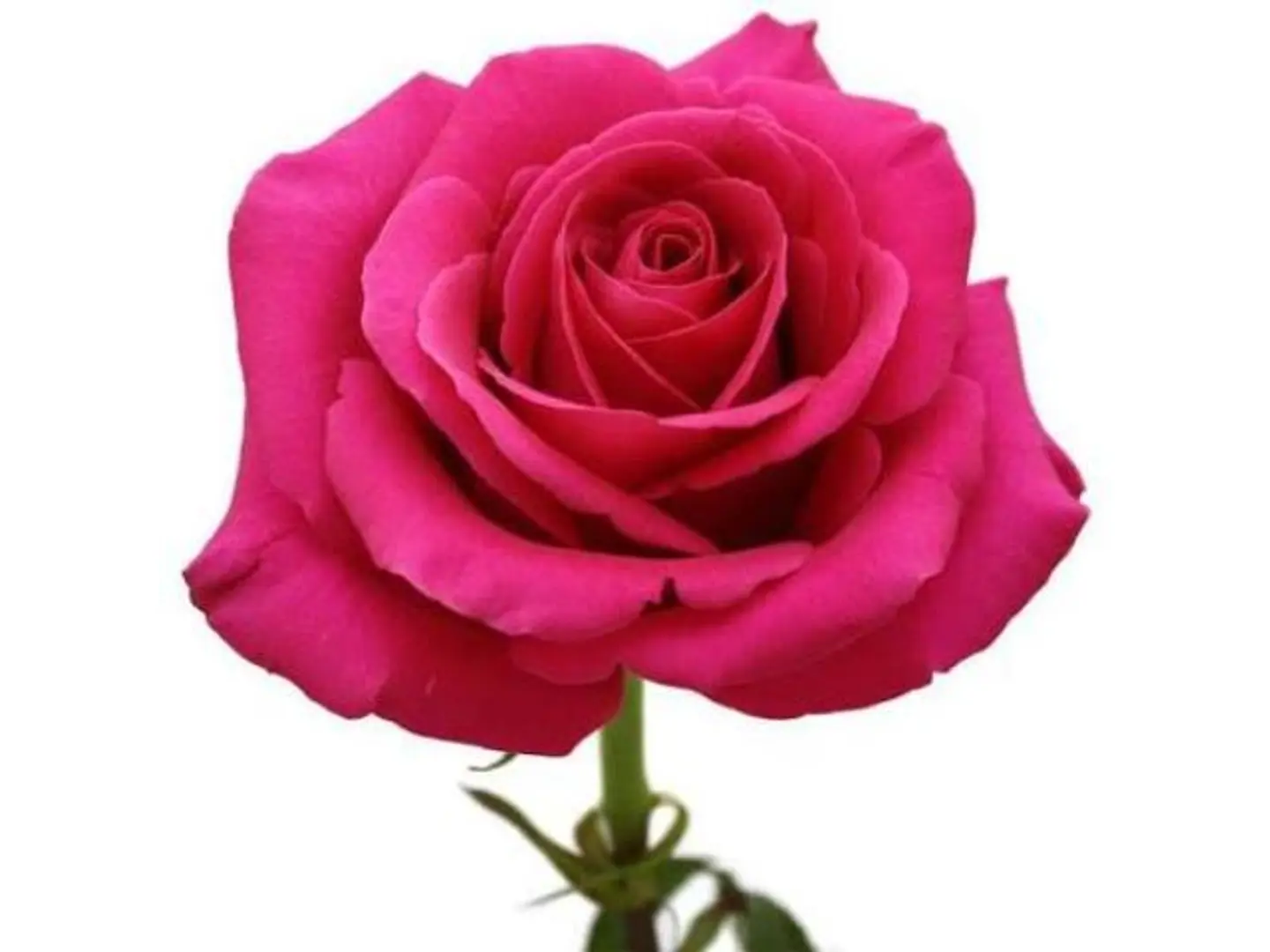 Single Fuchsia Rose With Wrapping