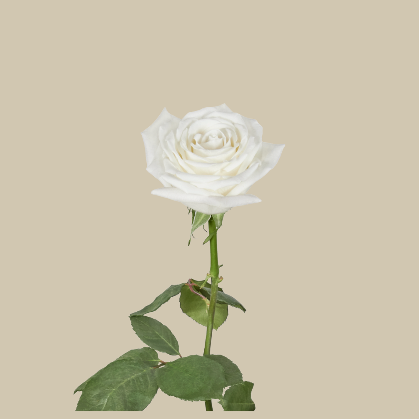 White Rose Roses