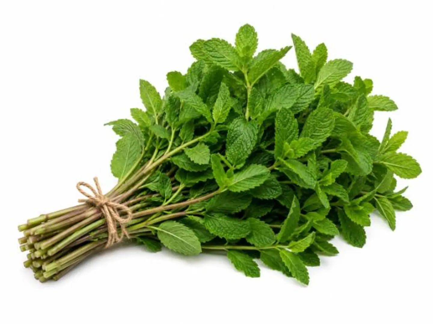 Bundle Of Mint