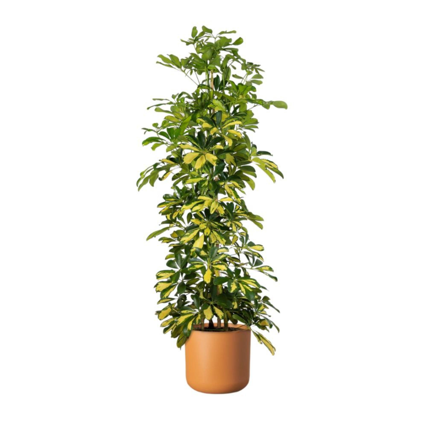 Schefflera Three Sticks