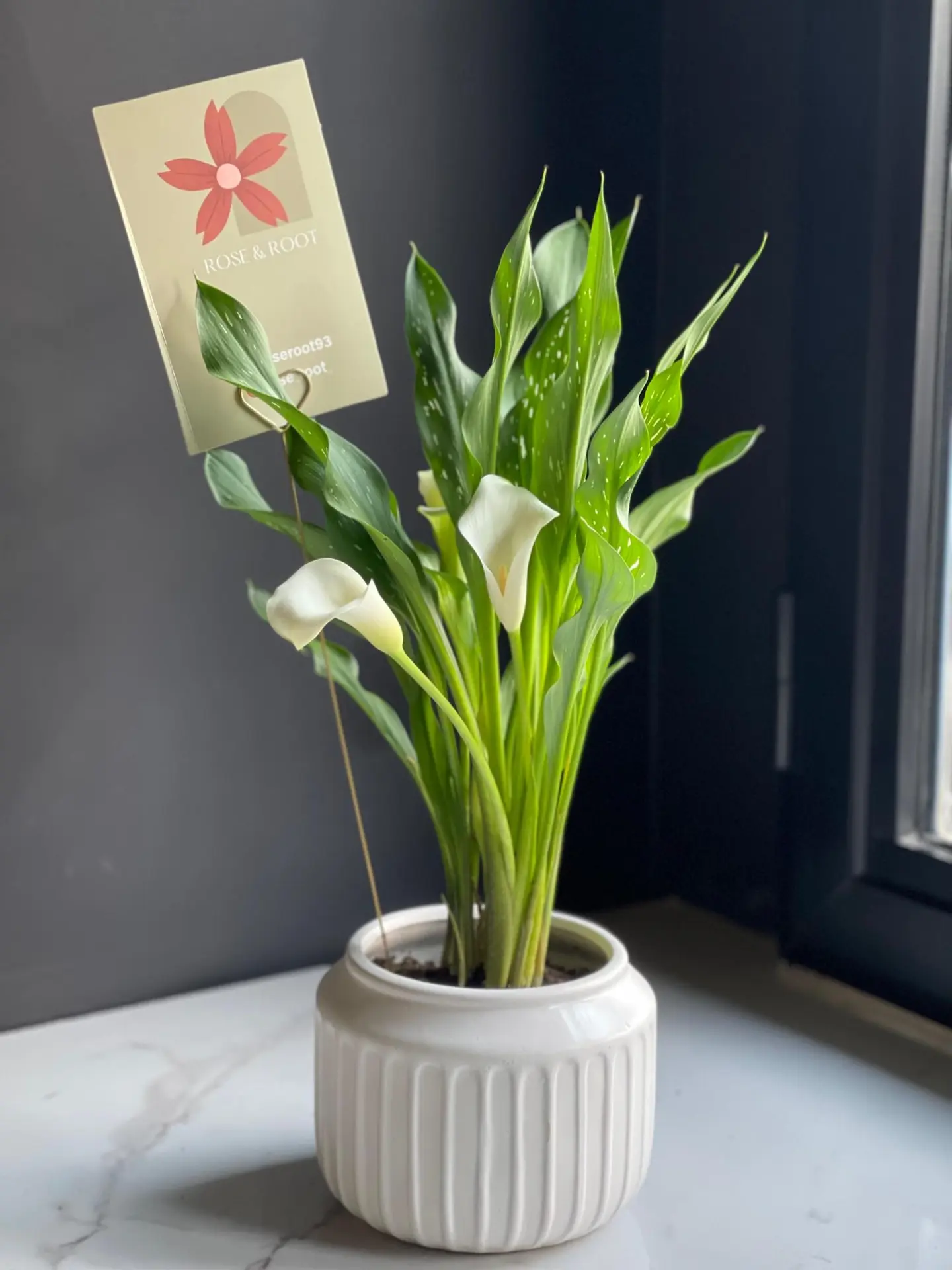 نبتة طبيعية كالا