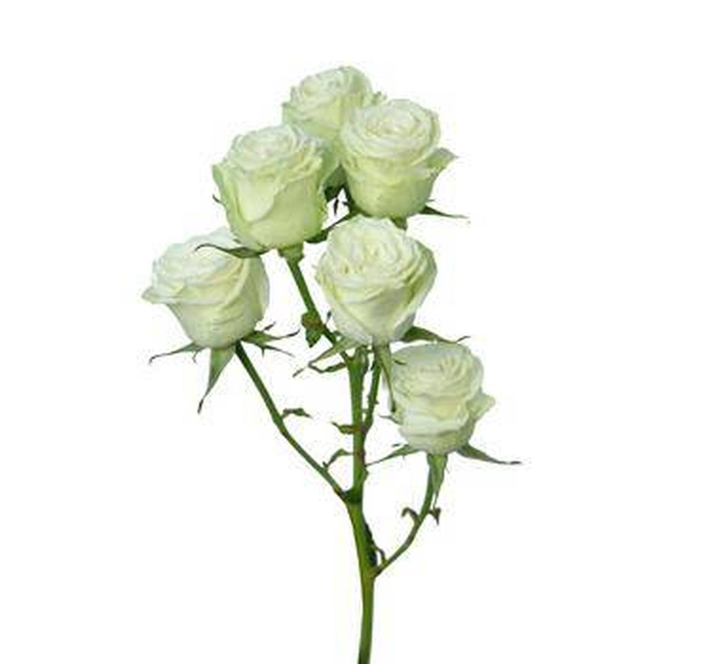 White Baby Rose