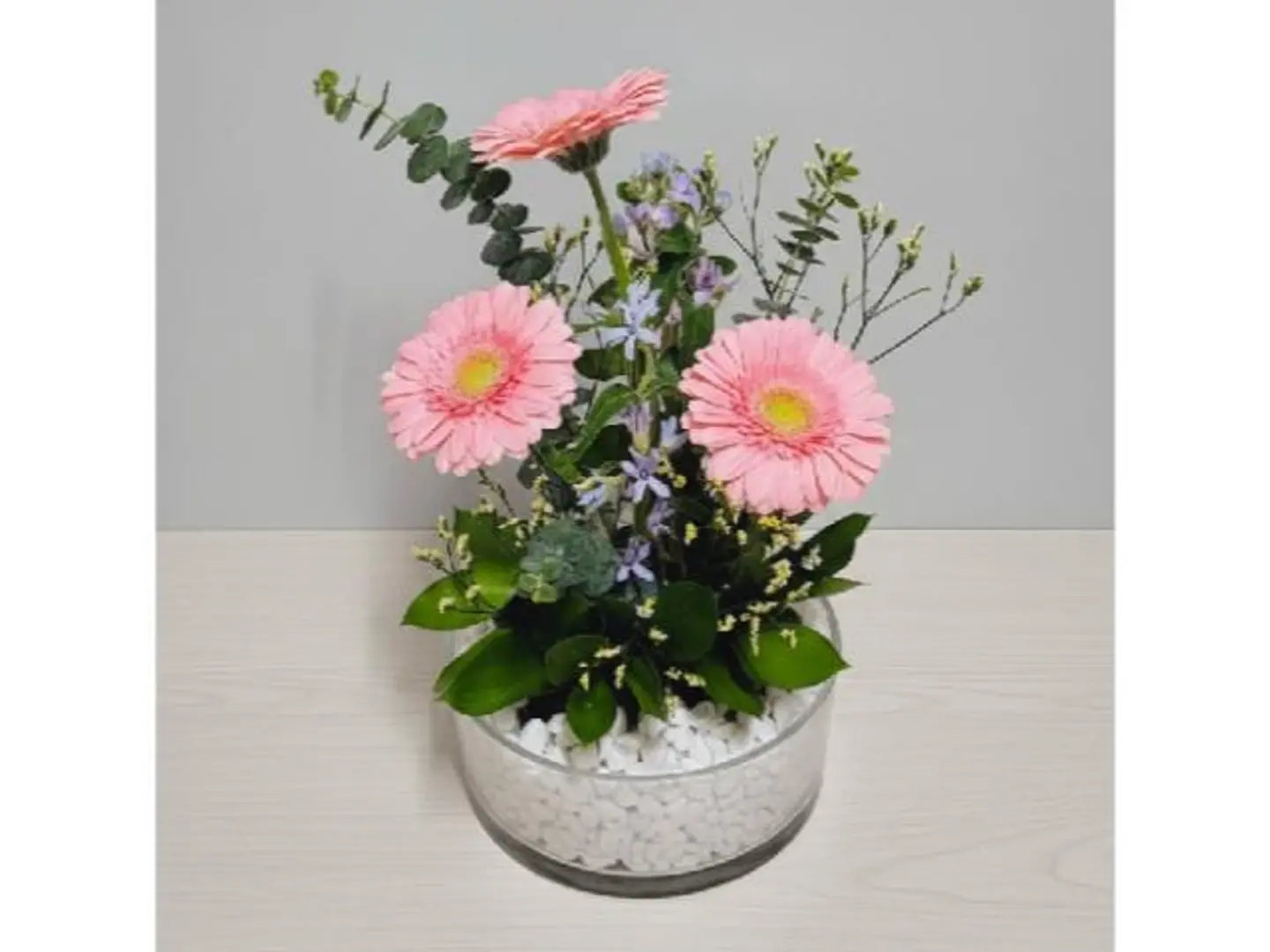 Gerbera Trico 379