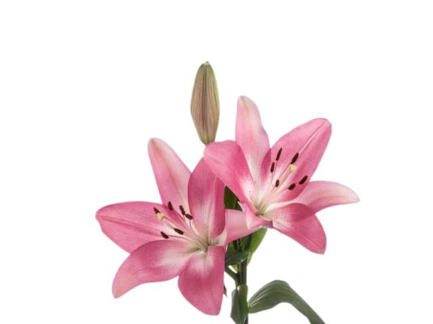 غصن كازابلانكا