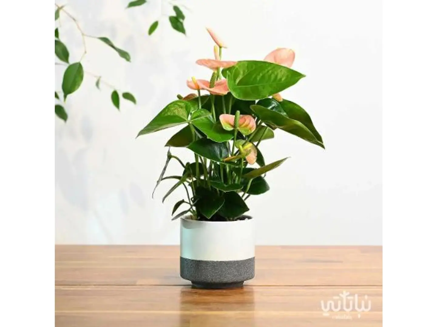 Light Pink Anthurium Small