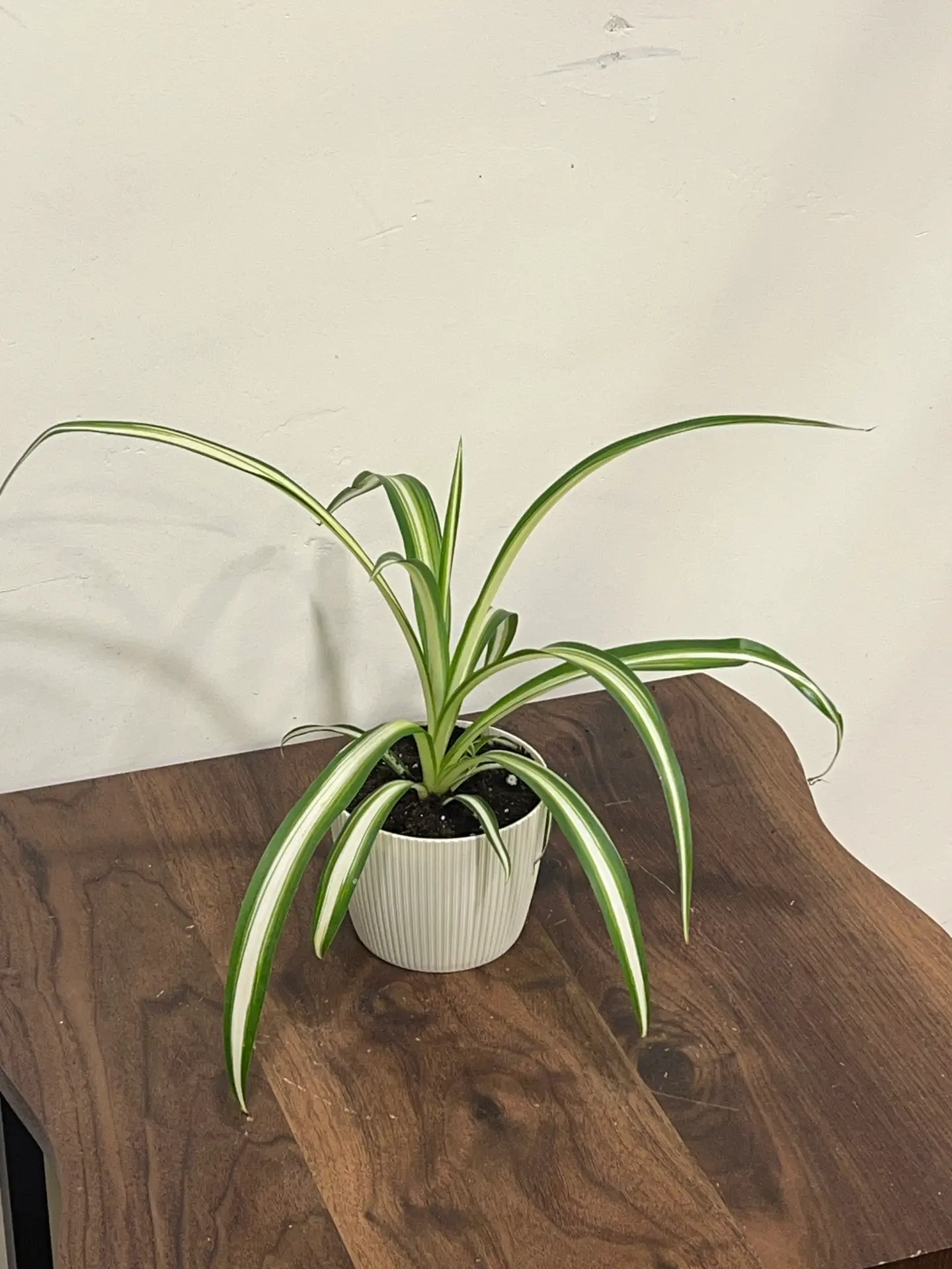 Spider Plant In A Classic White Pot