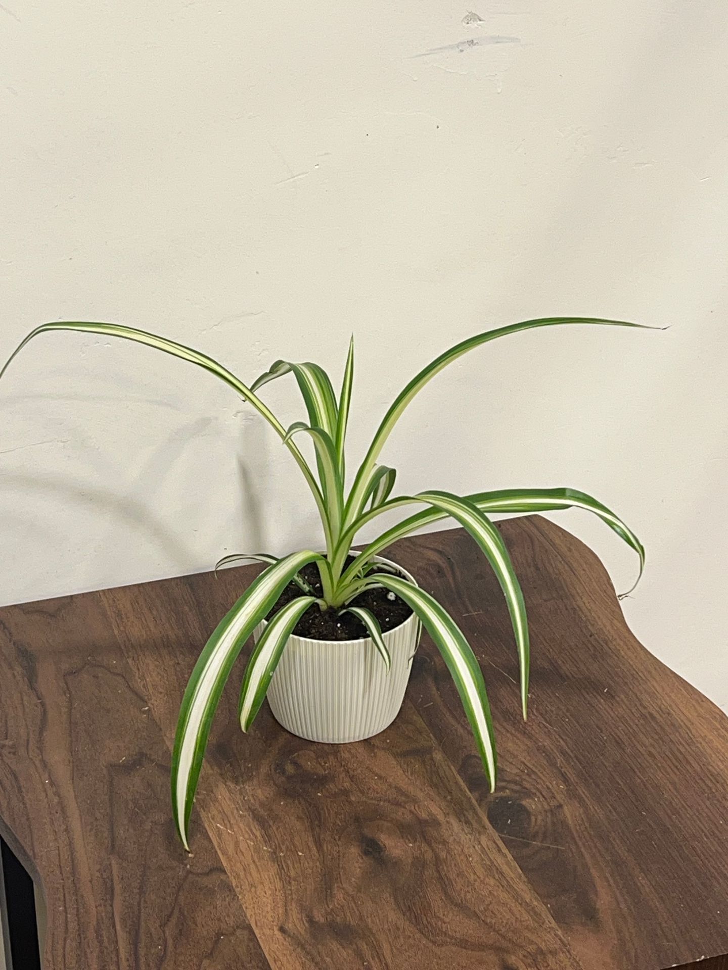 Spider Plant In A Classic White Pot