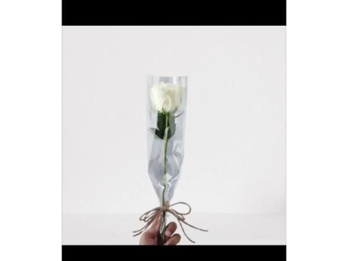 توزيعات الجوري الأبيض