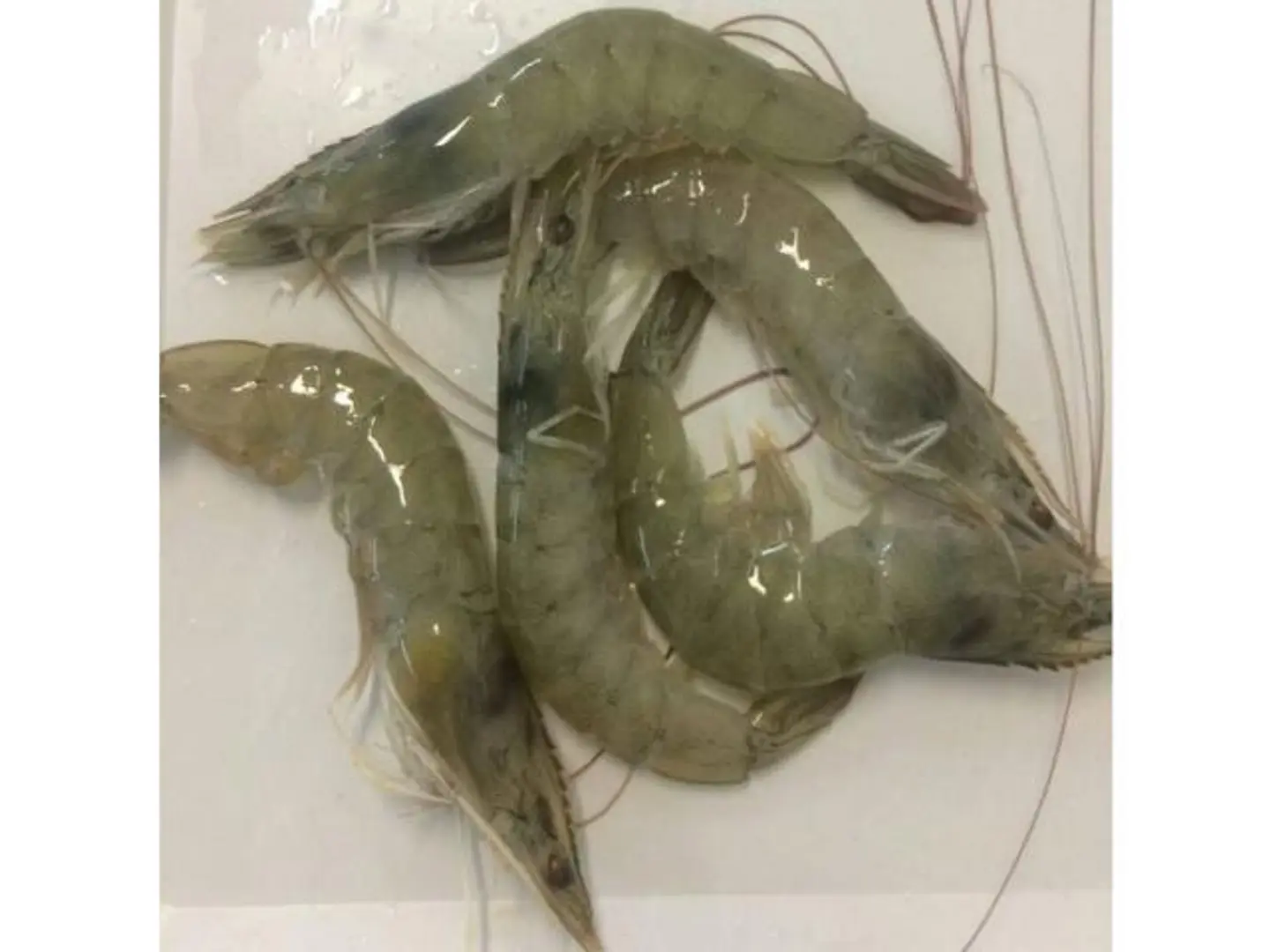 Farmed Shrimp