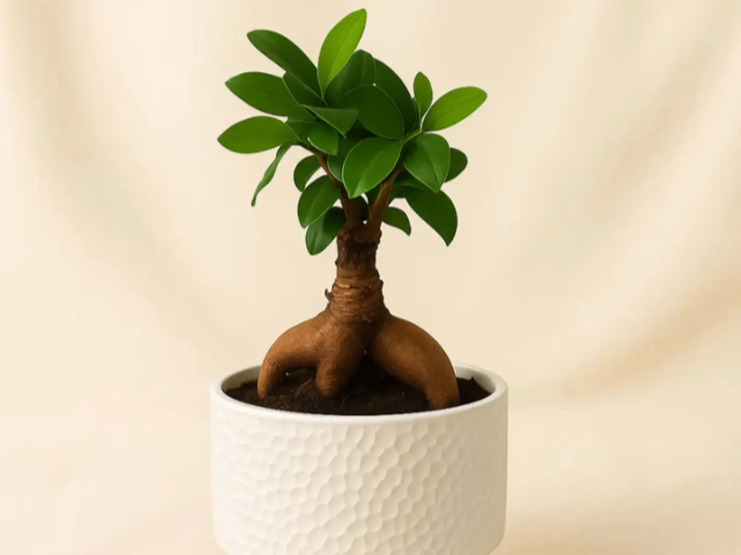 أصيص سيراميك لنباتات البونساي
