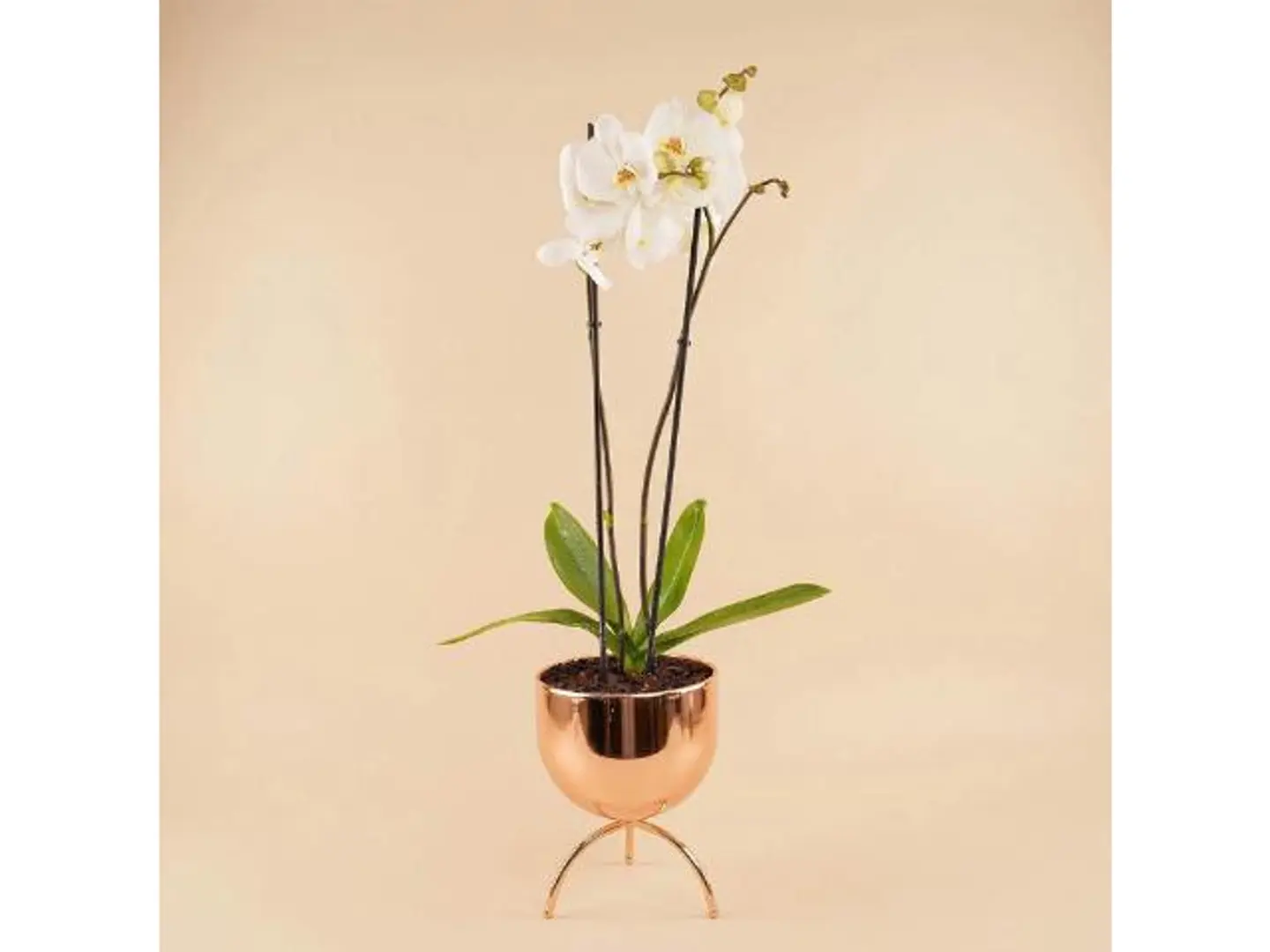 زهرة الأوركيد الأبيض في مزهرية ذهبية