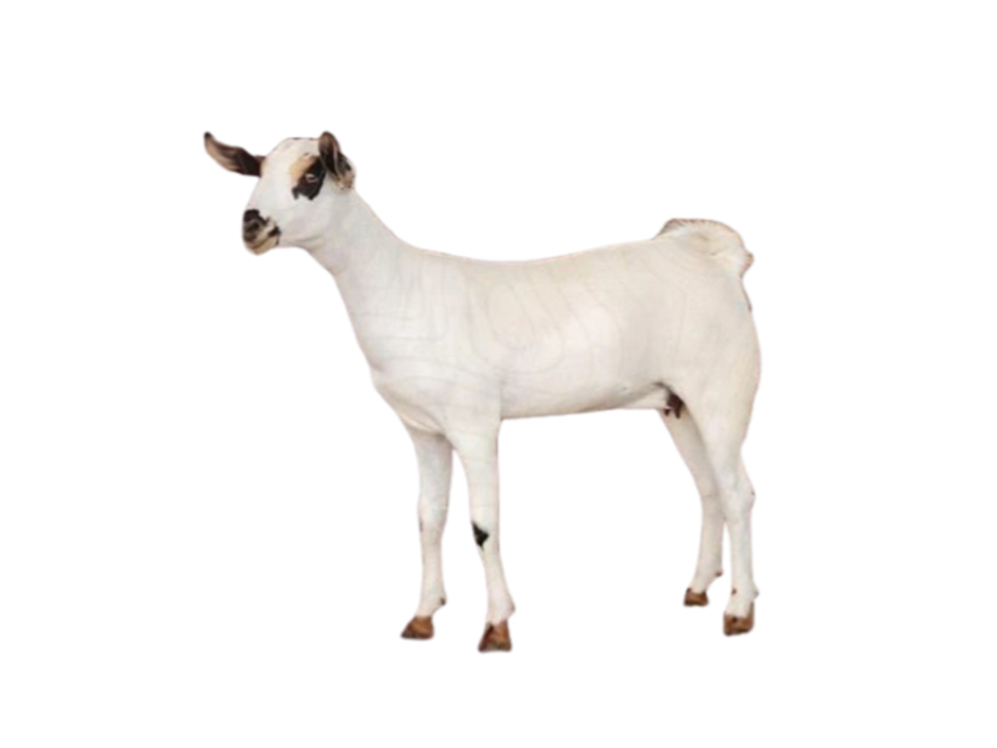 Al Jazeera Meat Medium Live Imported Tais