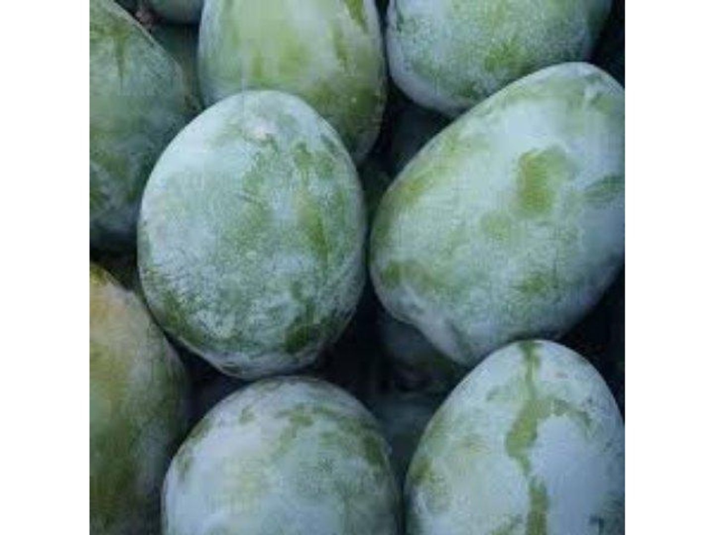 Egyptian Mango