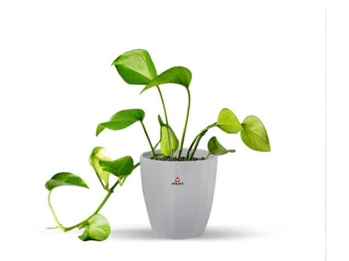 A Potted Scindapsus Plant In A Gray Ceramic Pot.