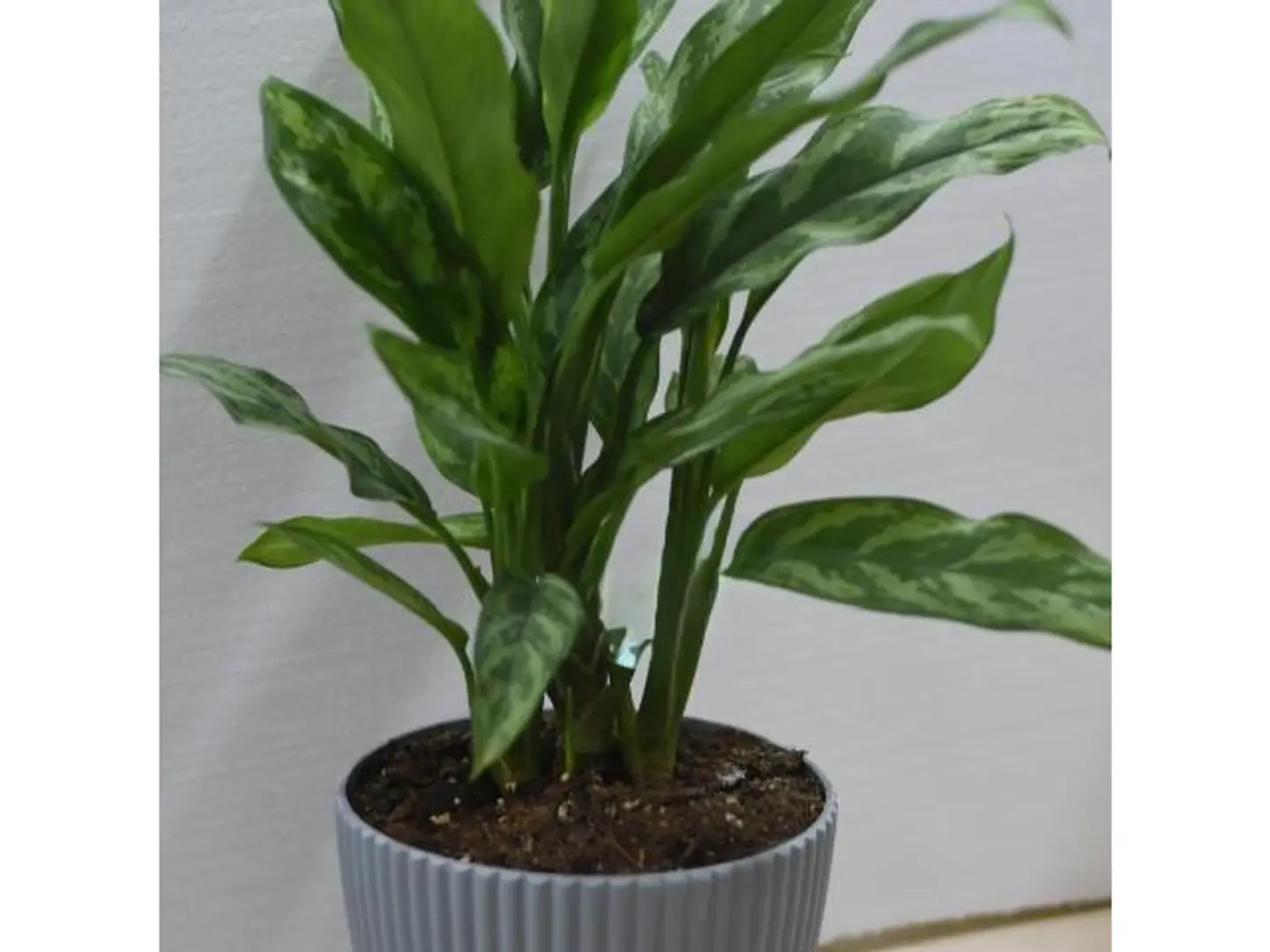 Aglaonema