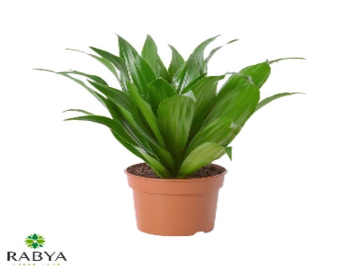 دراسينا كومباكتا