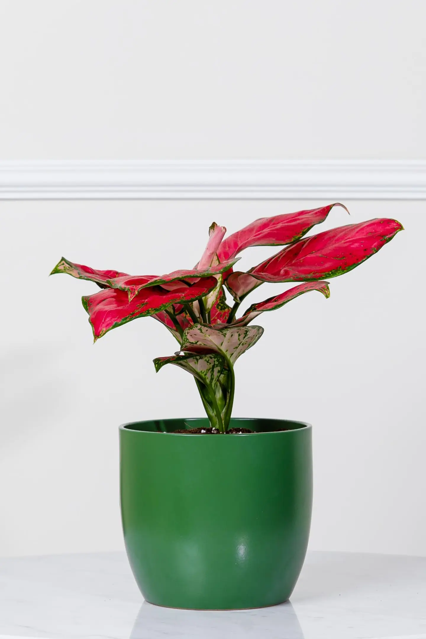 A Red Aglaonema Plant In A Stylish Green Ceramic Pot