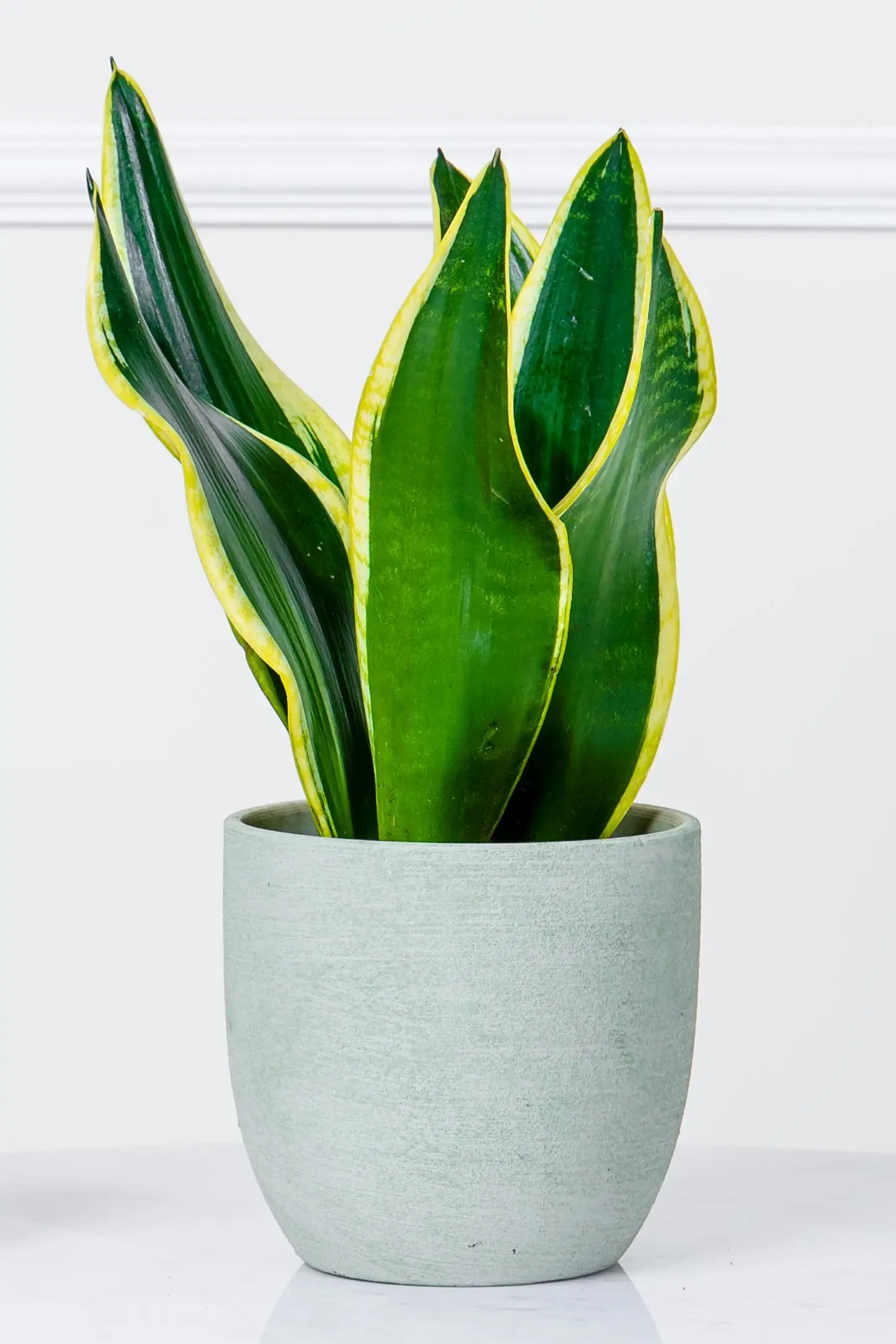 نبتة جلد النمر أنيقة في أصيص فخار خشن أخضر