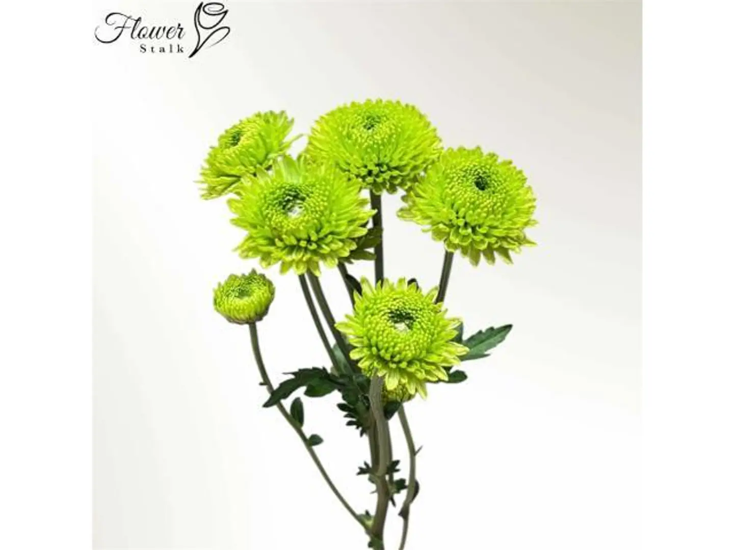 Green Chrysanthemum