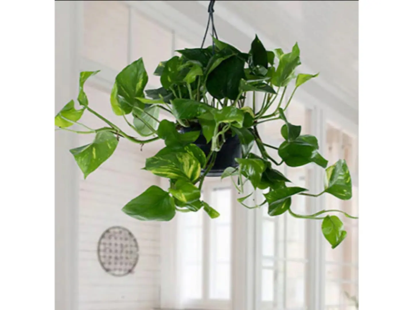 نبات المعلق