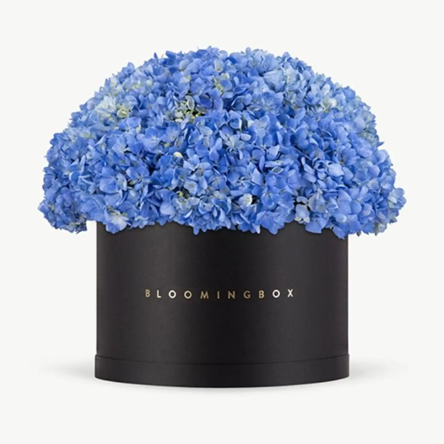 Hydrangeas Box X Large