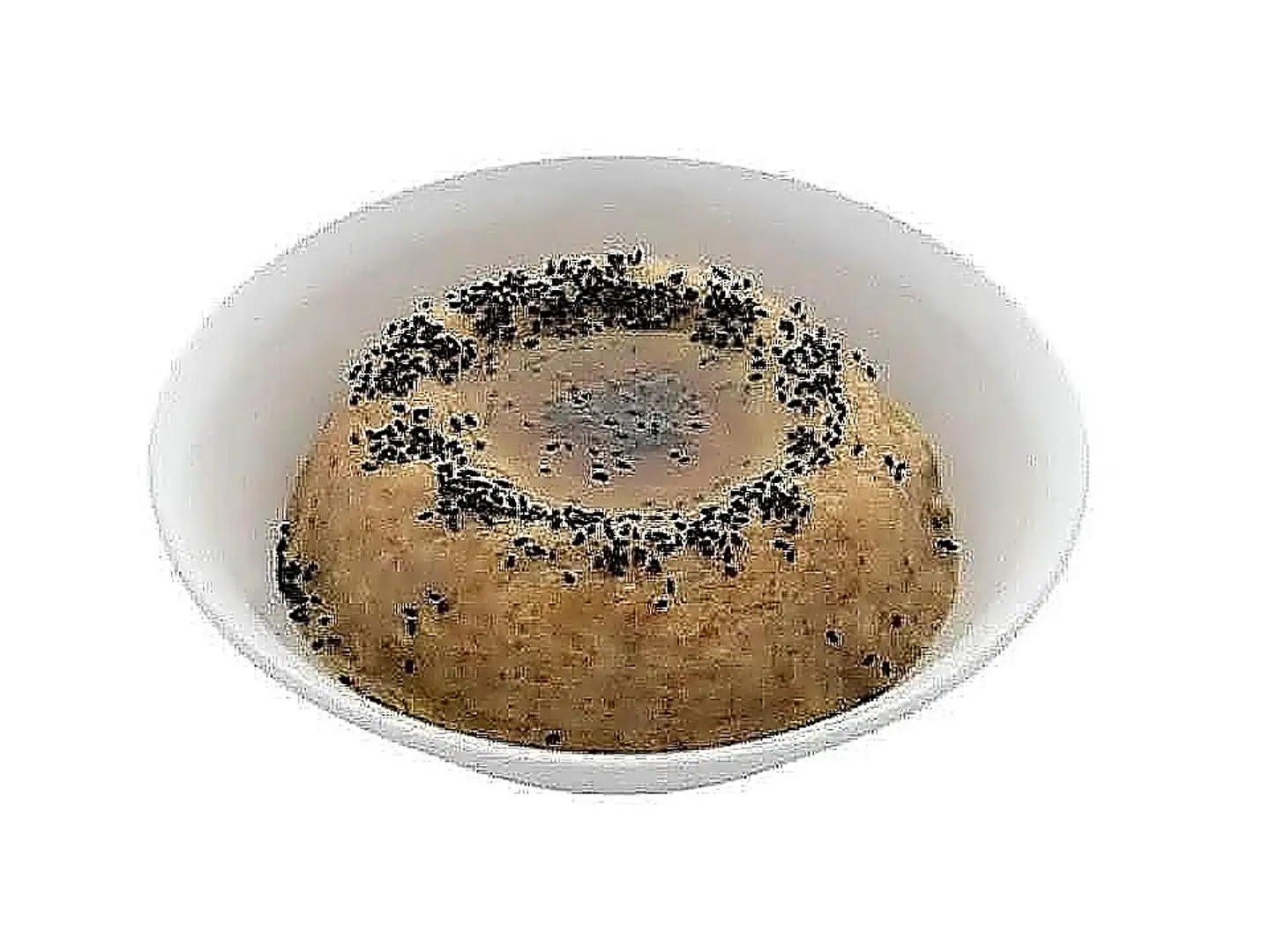 Regular Jizani Marsa