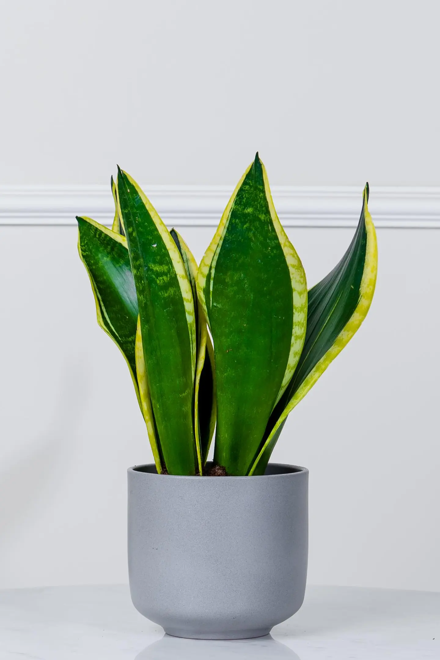 نبتة جلد النمر في أصيص سيراميك رمادي فاتح