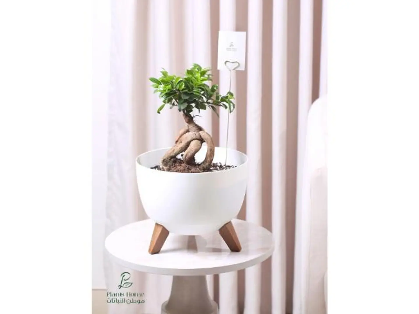 بونساي في حوض أبيض